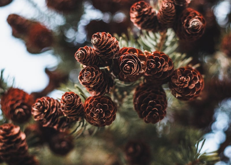 Pinecone Wreaths